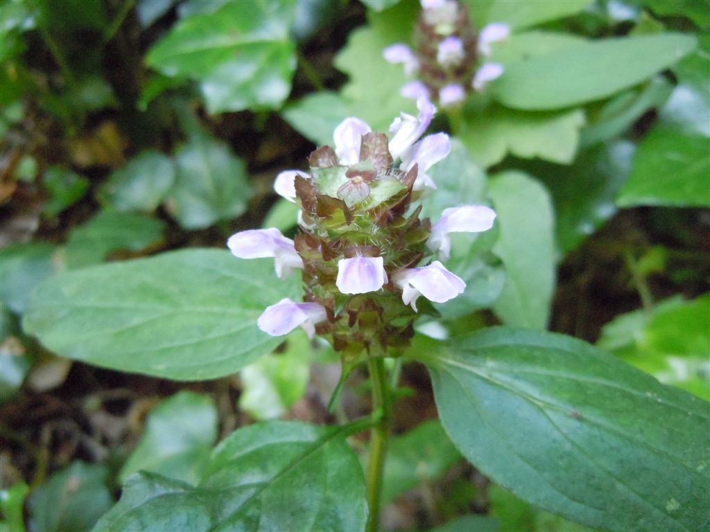 Prunella vulgaris